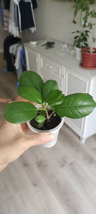 Фикусы мокламе, твилайт