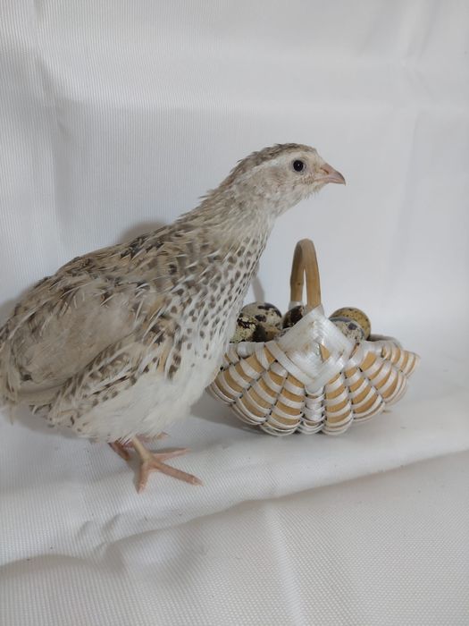 Ouă de Prepeliță proaspete pentru consum sau de incubat