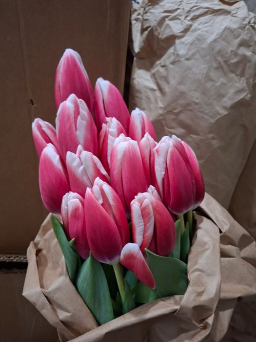 Тюлпаны курпные бутоны