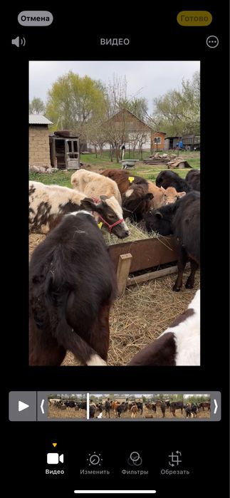 Продаю бычков 6 7 месяцев возраст