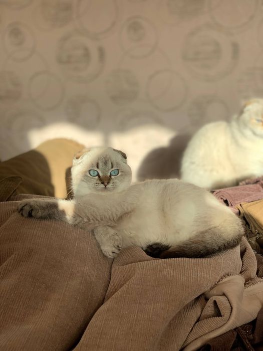 Scottish fold point sotiladi