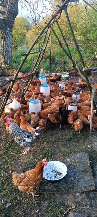 Кокошки ломан браун