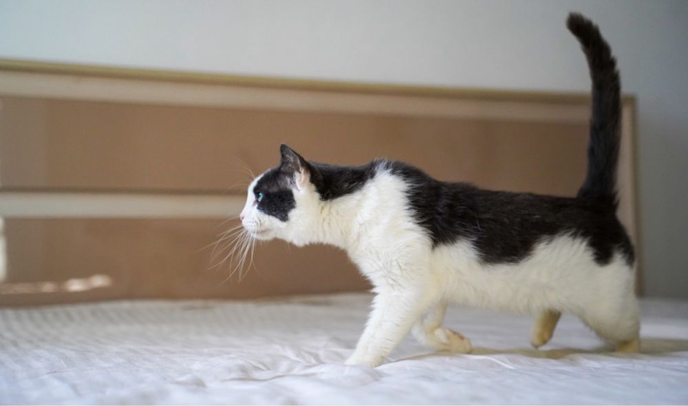 Adoptați un suflet blând!