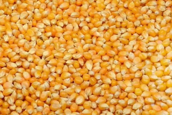 Vand baloti lucerna, grau si porumb din recolta 2025