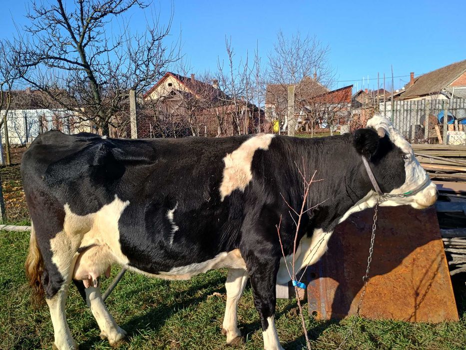 Vând vaca Holstein de 6 ani