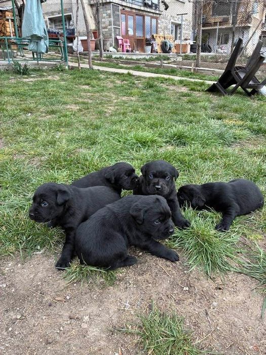 Женско куче-Лабрадор