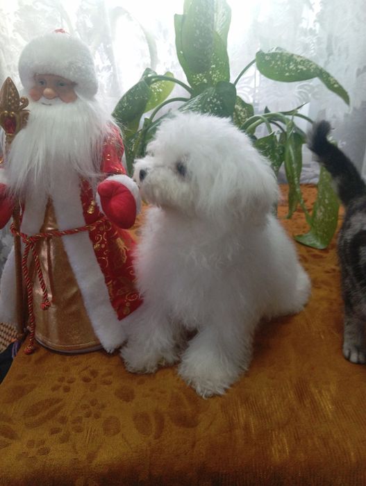 Продам щенков мальтийской болонки