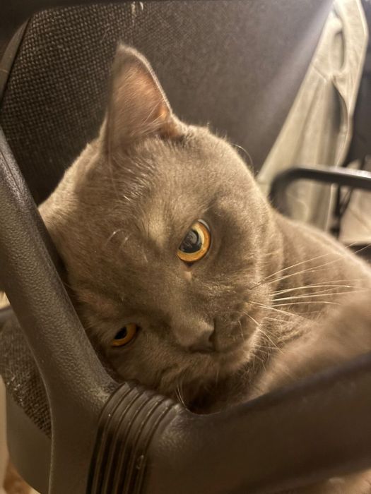 Кот на вязку Тараз