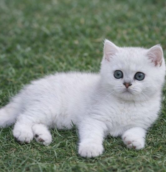 Котята Шиншиллы серебро