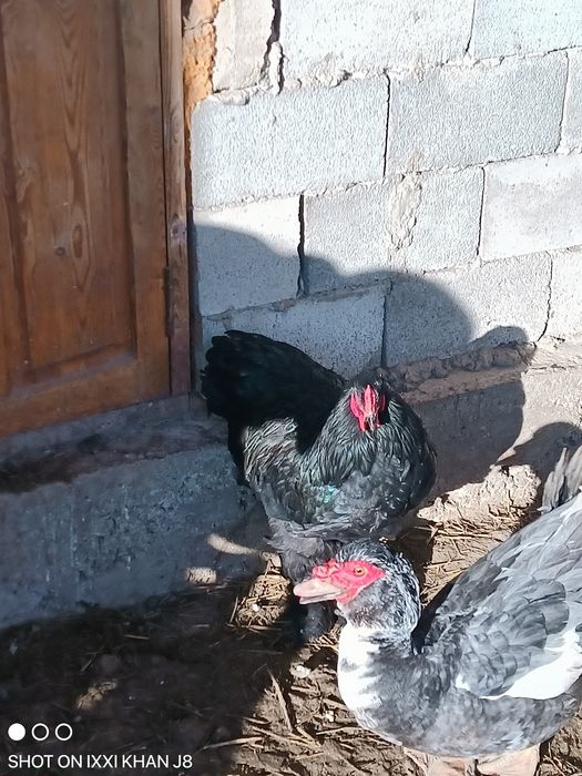 Продам инкубационные яйцо