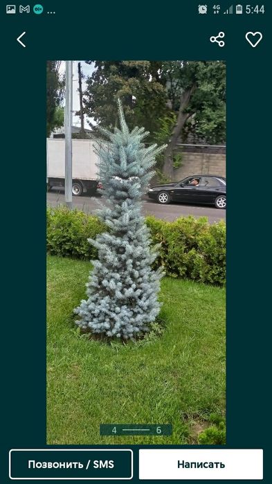 Қарағай Сосны березы