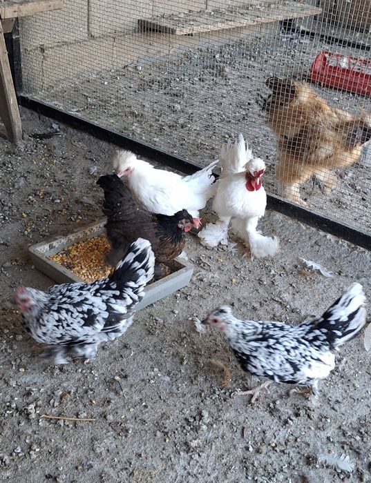 Продаются декоративные куры