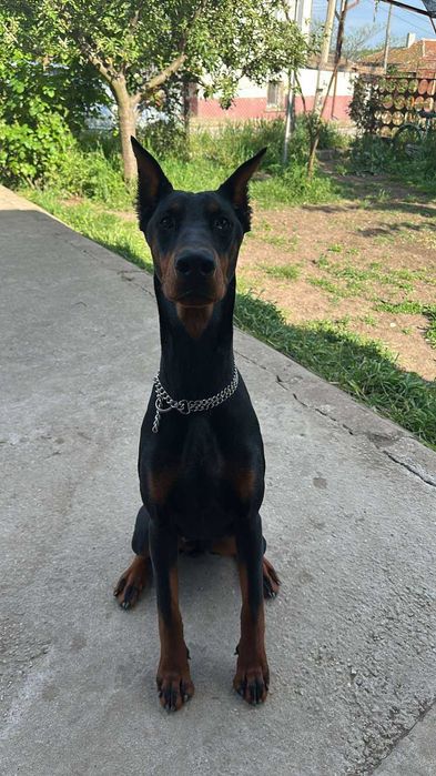 Доберманчета - родословни родители