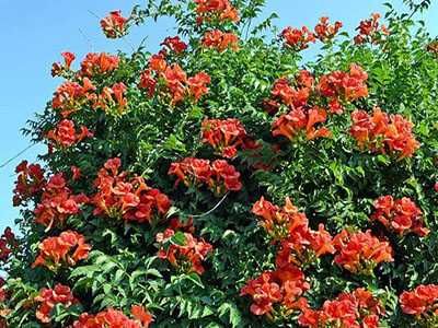 Кампсис красивая лиана