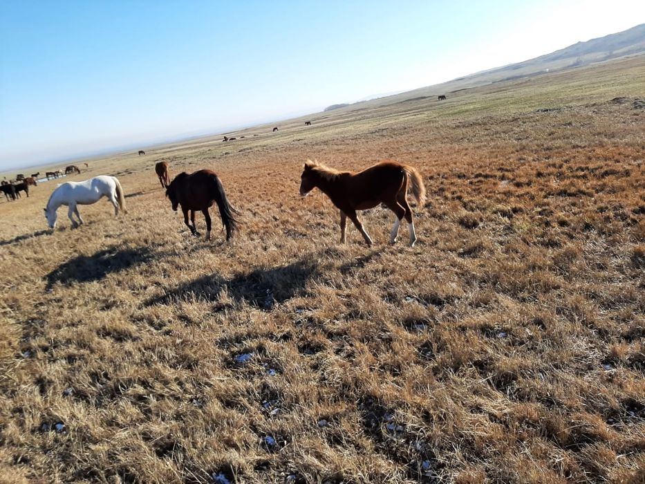 Продам кобылу жирбёнок