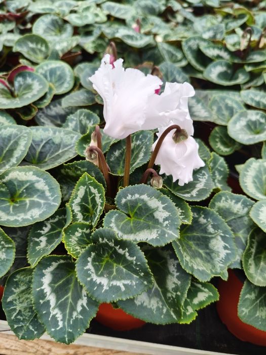 Продам цикламен оптом