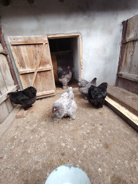 Ouă de brahma de la păsările din poze