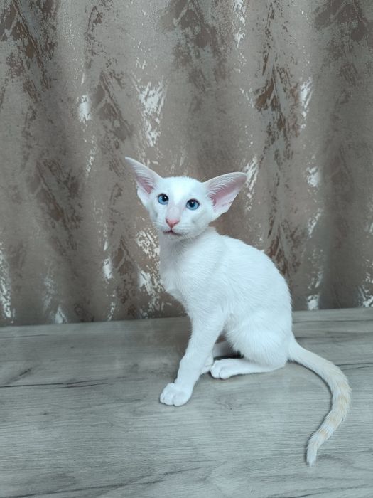 Ориентальный котенок