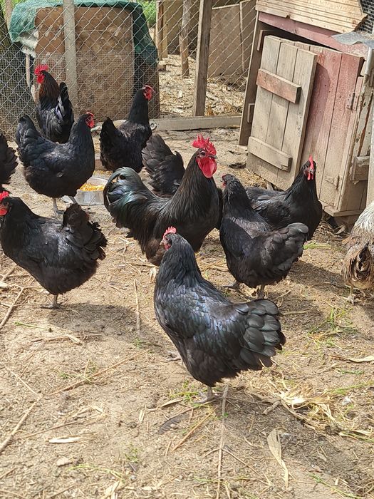 Gaini australorp