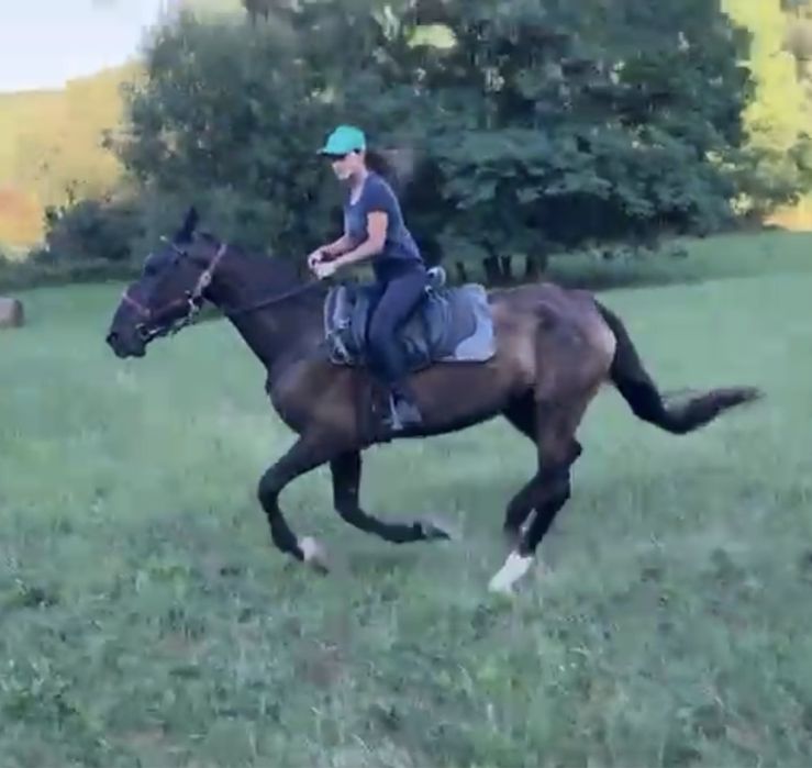 Vand iapa lipitan 6 ani