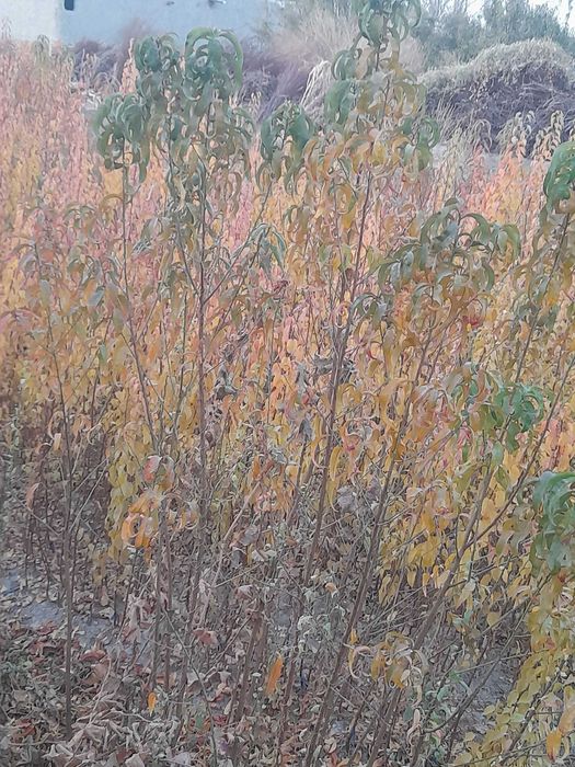 Zaldori shaftoli atirgul nihollari sotiladi