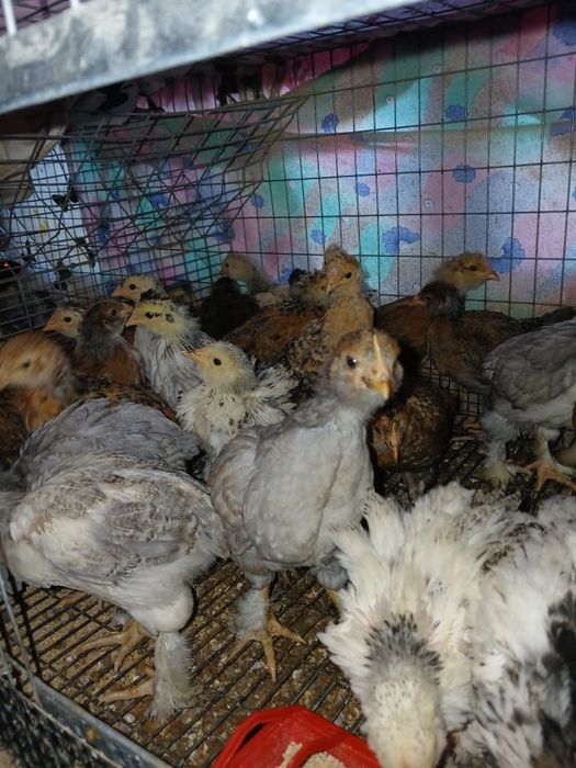 Pui de casa motati bărboși incaltati