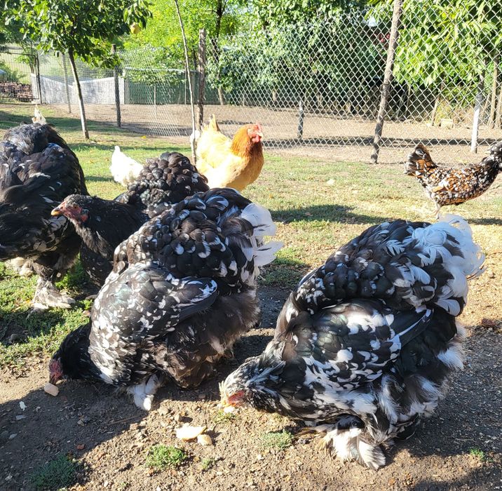 Cochinchina și Paduana