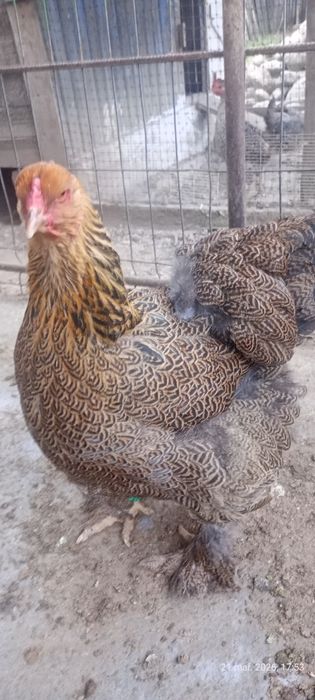 Vând pereche brahman potarnichiu