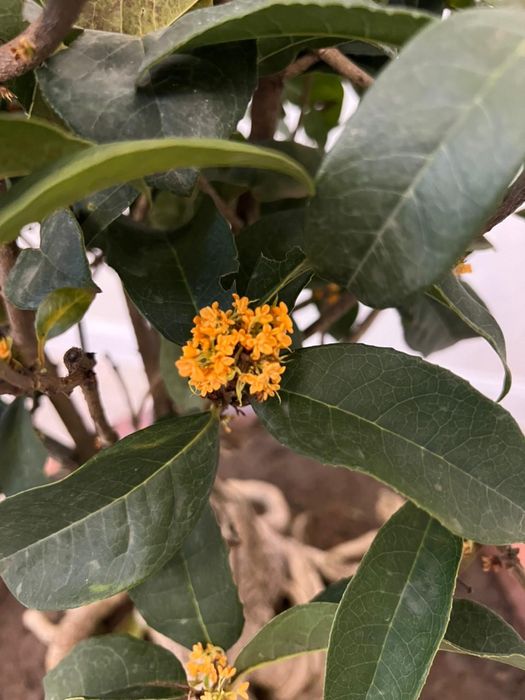 Душистый Османтус