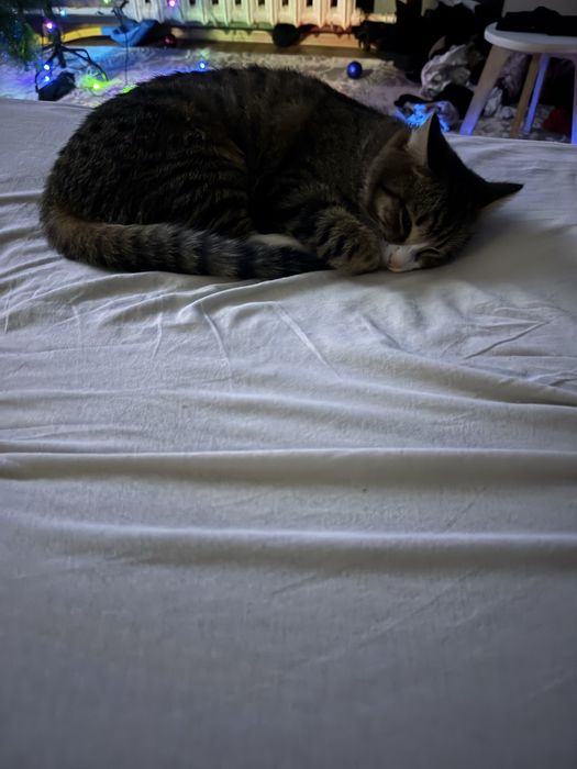 Отдам котов мальчик