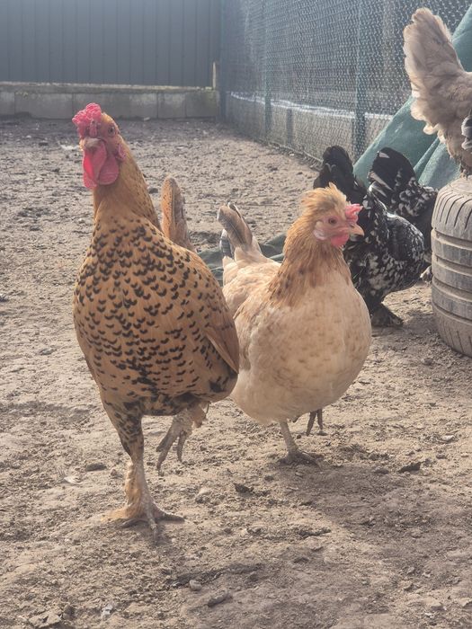 Cocoș pitic (liliput)