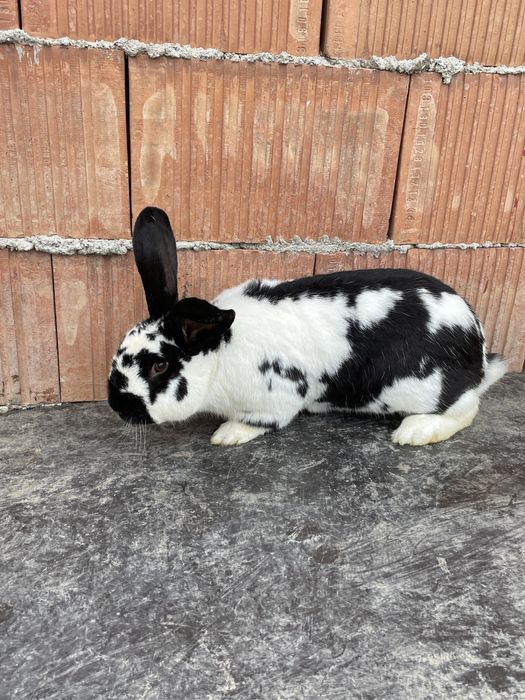 Vând iepuri pui si adulți
