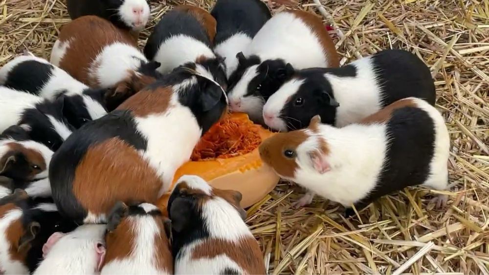 Морские свинки(королевские)