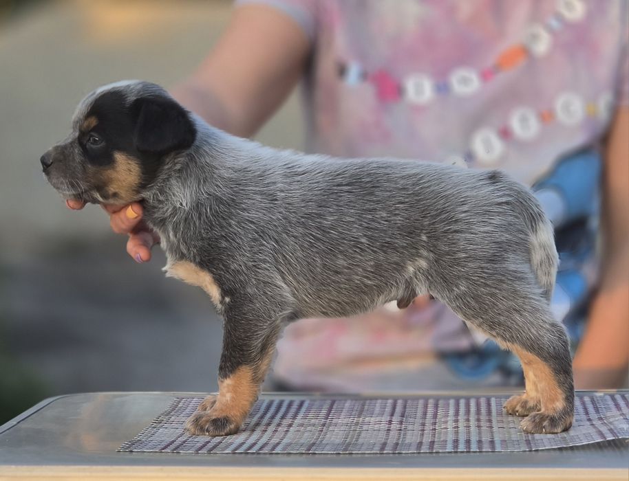 Australian Cattle Dog - mascul