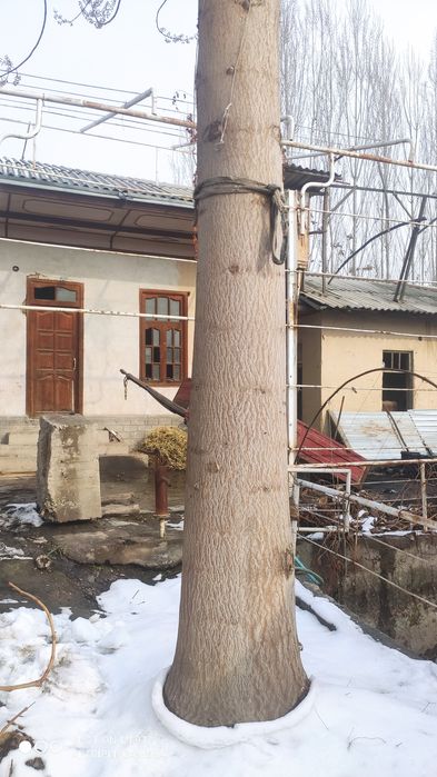 Pavloniya daraxti mebel uchun 5 yillik