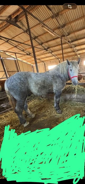 Armăsar  Percheron-provenienta Franța,acte și  pedigree