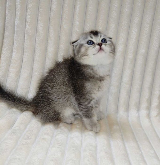 Продается котенок серебристая шиншилла, мальчик.