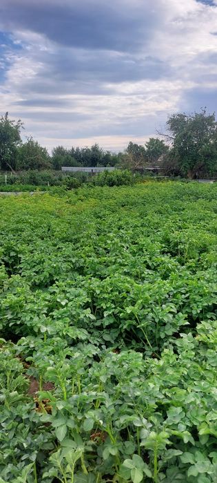 Продам дачу в обществе Союз