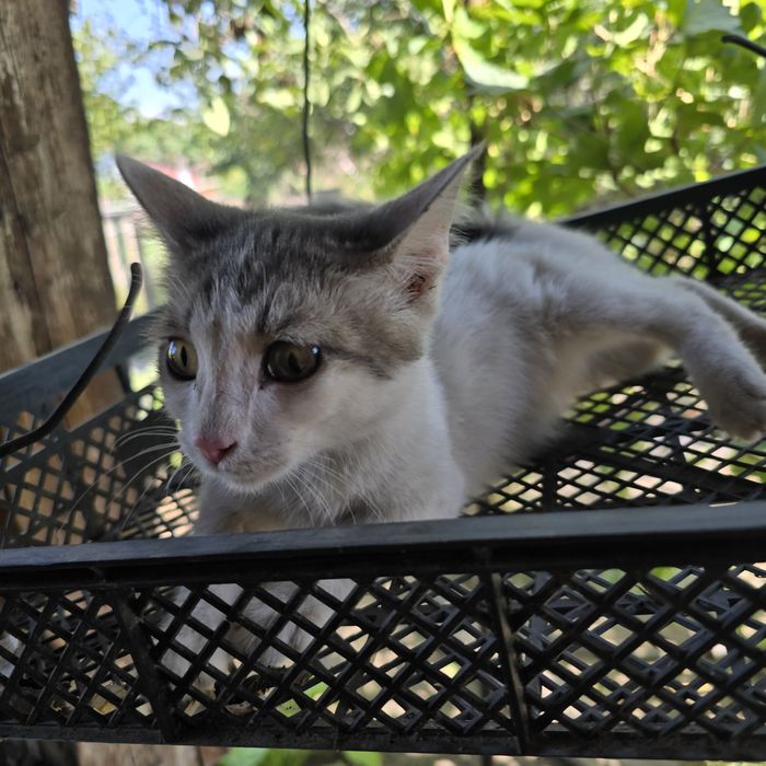 Котёнок ищет дом