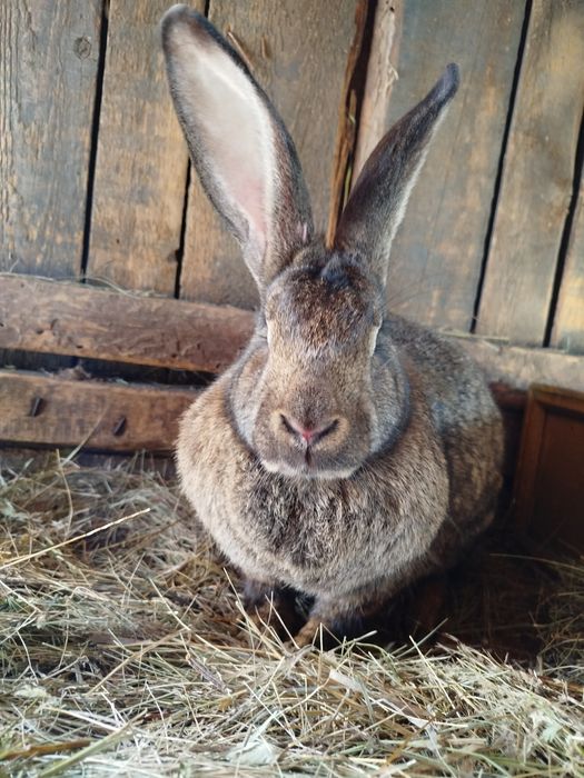 Кролик молодняк мальчик