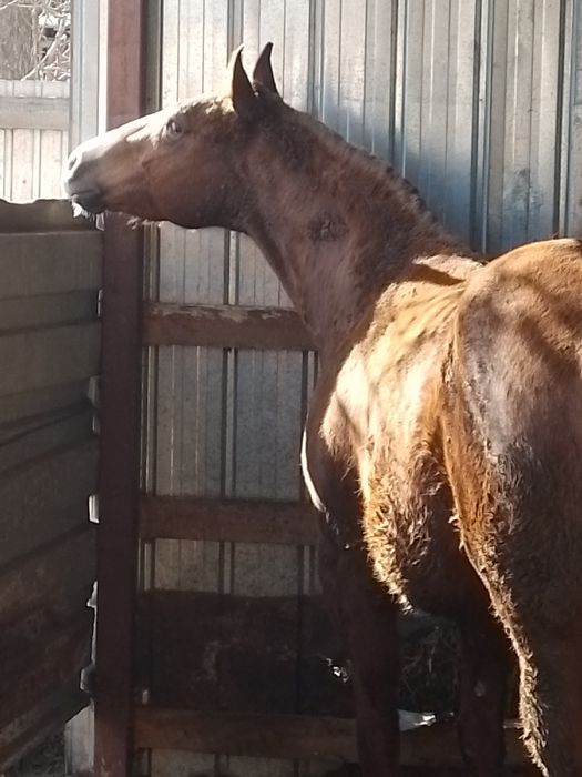 Продам лошадь кобыла