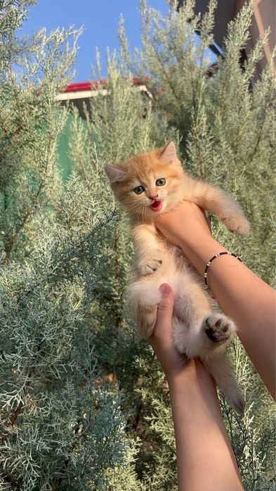 Продается золотой котёнок золотая Шиншилла Ny 11-12