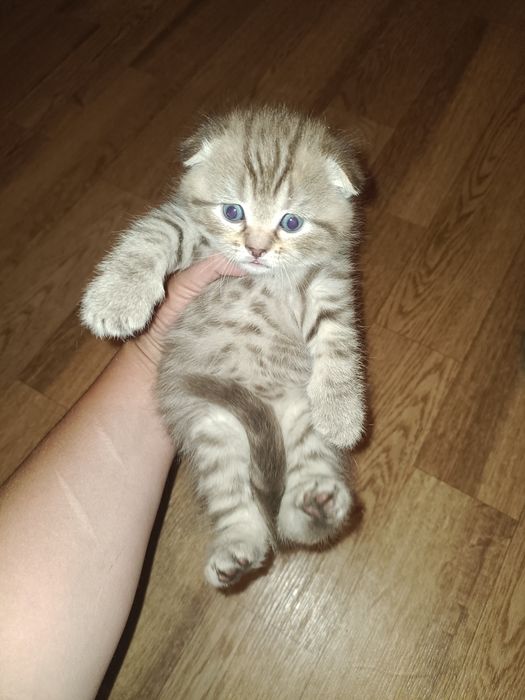 Шотландские котятки Резерв