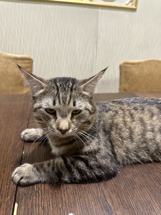 Кот красивый окрас