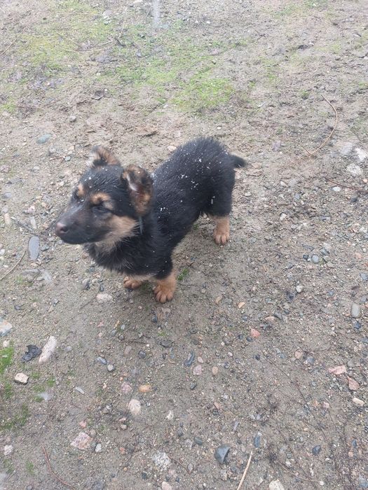 немецкая авчарка