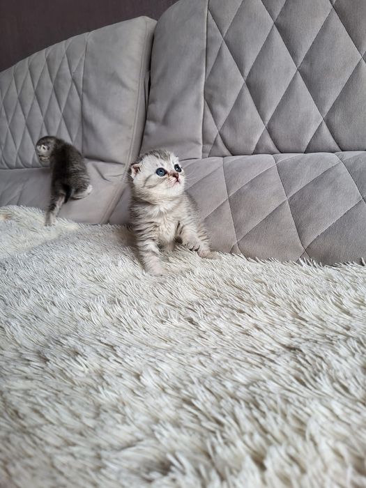 Висках фолдики сладуськи