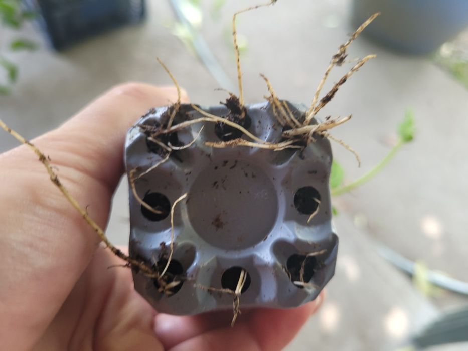 Caprifoi Red World - Mana Maicii Domnului, Lonicera japonica