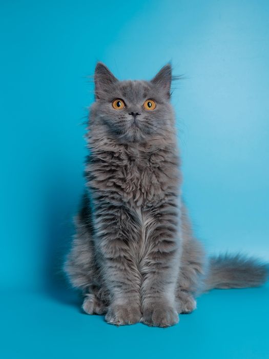 Подрощенный британский котенок