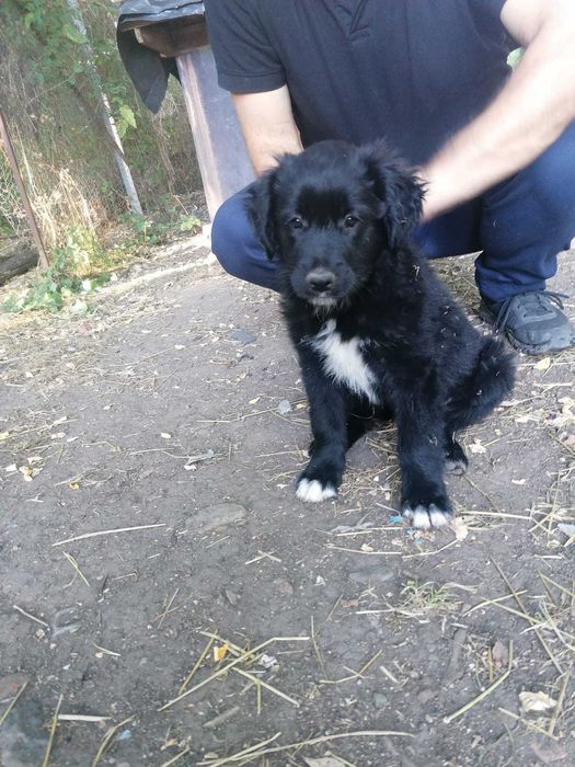 Donez catelusi pentru adoptie - in Cluj-Napoca si zonele limitrofe