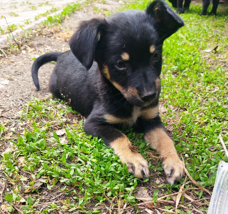 Щенки в хорошие руки